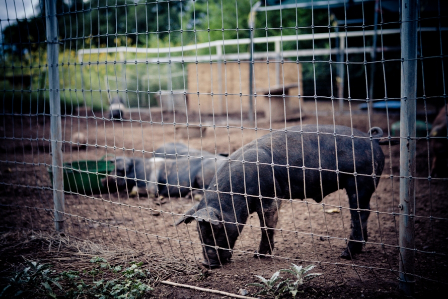 Photo of pig in his pen